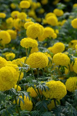 Kadife çiçekleri bahçede çok güzel.