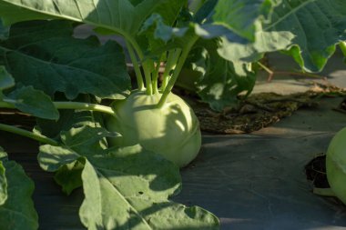 Bahçede yetişen kohlrabi lahanası ya da şalgam bitkisi.