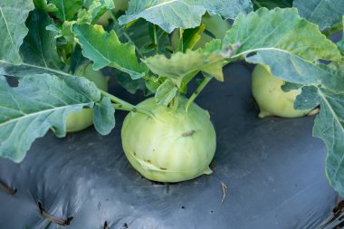 Bahçede yetişen kohlrabi lahanası ya da şalgam bitkisi.