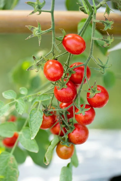 Ripe Red Tomatoes Hanging Tomato Tree Garden — Stock Photo, Image