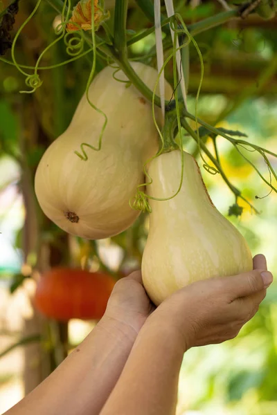 Butternut Squash Pumpor Hängande Från Bambu Staketet Trädgården — Stockfoto