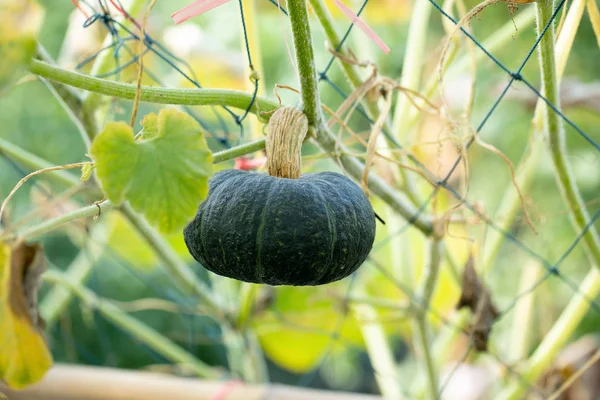 Citrouilles Suspendues Clôture Bambou Dans Jardin — Photo