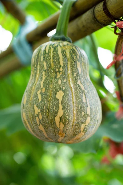 Butternut Squash Pumpkins Hanging Bamboo Fence Garden — Stock Photo, Image