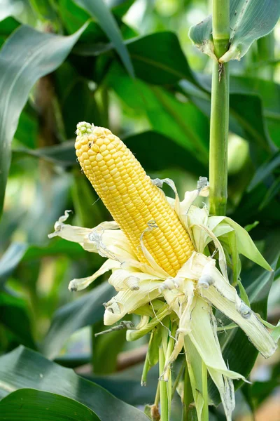 Granturco Giallo Foglie Verdi Campo Agricolo — Foto Stock