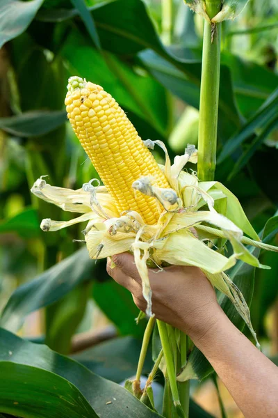 Granturco Giallo Foglie Verdi Campo Agricolo — Foto Stock