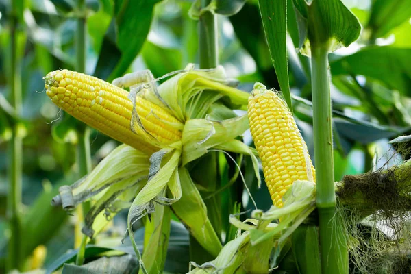 Sárga Kukorica Zöld Levelekben Egy Mezőn — Stock Fotó