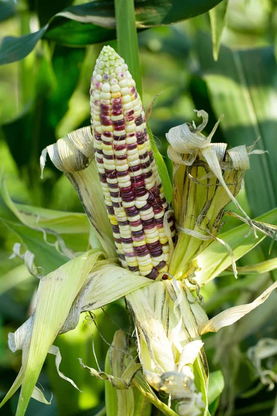 Granturco Giallo Foglie Verdi Campo Agricolo — Foto Stock