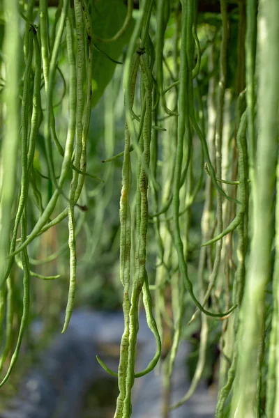 野菜の庭成長の長い豆植物 — ストック写真