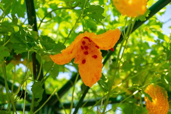 Bitter melon, Bitter gourd or Bitter squash hanging plants in a farm.