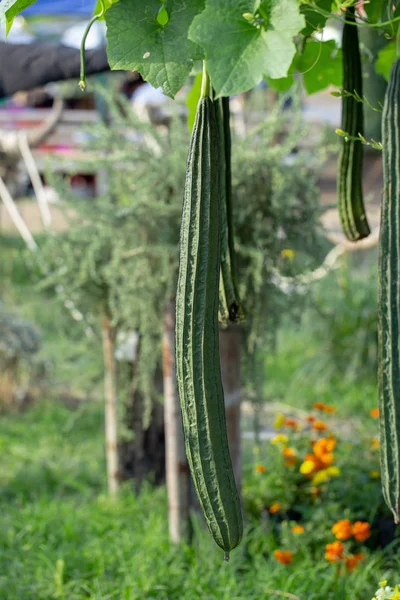 Lif Kabağı Kabak Bitki Bahçe Lif Kabağı Cylindrica Içinde — Stok fotoğraf