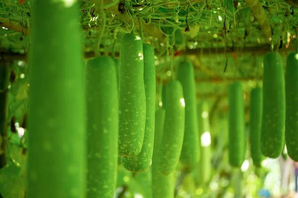 Fresco Verde Melone Invernale Sull Albero — Foto Stock