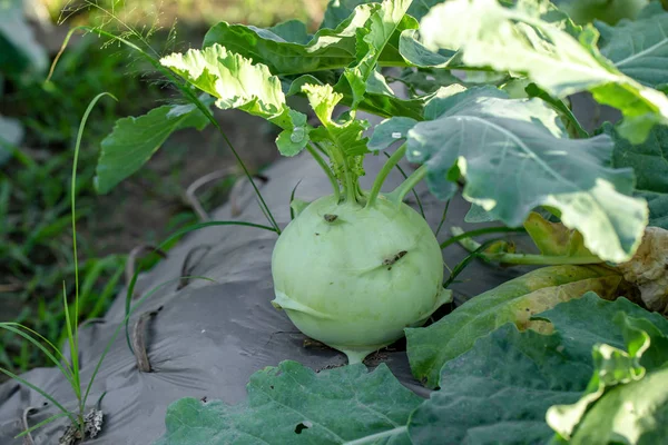 庭で育つコフラビキャベツやカブの植物 — ストック写真