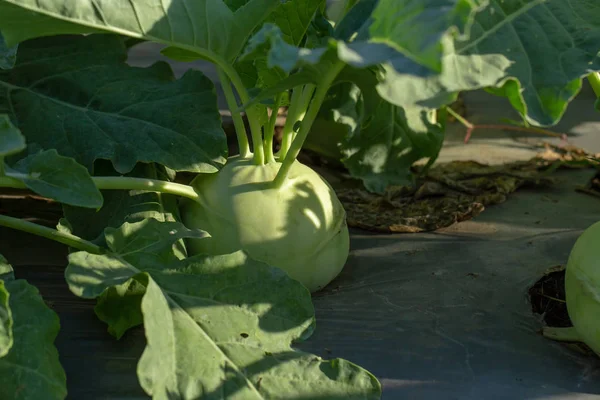 Kohlrabi Cabbage Turnip Plant Growing Garden — Stock Photo, Image