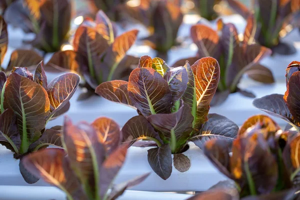 Red Cos lettuce leaves, Salads vegetable hydroponics farm.