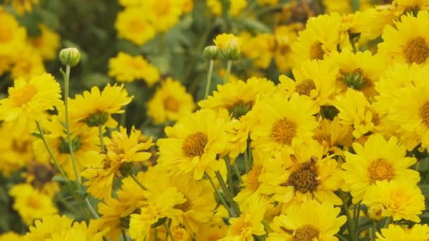 Gelbe Chrysanthemenblüten Blühender Blütenstrauch — Stockvideo