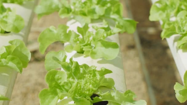 Fazenda Vegetal Hidropônica Fresca Fazenda Hidropônica Vegetal Saladas — Vídeo de Stock