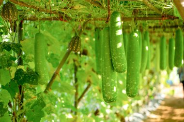 Taze yeşil kış kavun ağacı üzerinde.