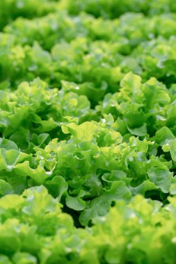 Taze yeşil meşe yaprağı, sebze salatası, tarım çiftliğinde sebze suyu..