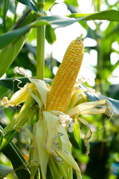 Granturco Giallo Foglie Verdi Campo Agricolo — Foto Stock