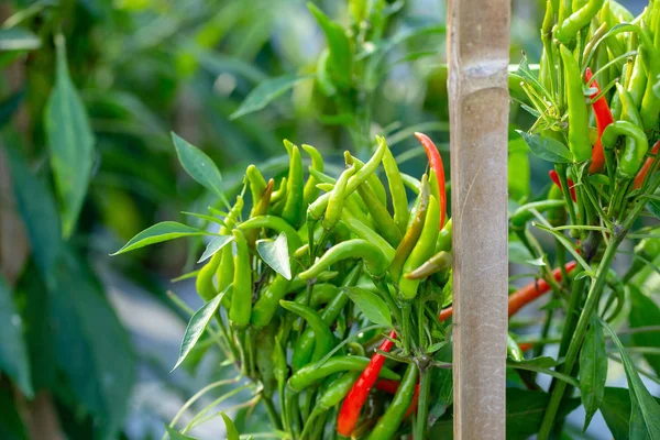 Chile Rojo Verde Maduro Árbol Chiles Verdes Crece Jardín — Foto de Stock