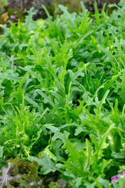 Fazenda Vegetal Hidropônica Fresca Fazenda Hidropônica Vegetal Saladas — Fotografia de Stock