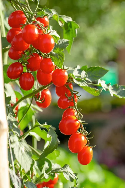 Tomates Vermelhos Maduros Estão Pendurados Árvore Tomate Fazenda Agrícola — Fotografia de Stock