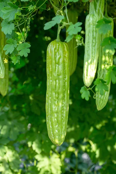 Hořký Meloun Hořká Tykev Nebo Hořká Tykev Farmě — Stock fotografie