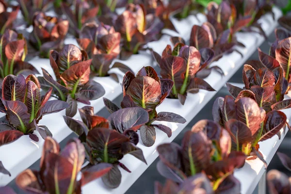 Red Cos lettuce leaves, Salads vegetable hydroponics in the agricultural farm.