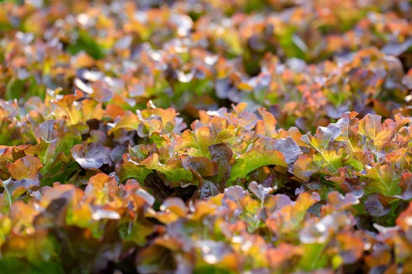 Fresh Red Oak lettuce leaves, Salads vegetable hydroponics farm.
