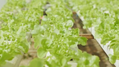 Taze suda sebze çiftliği