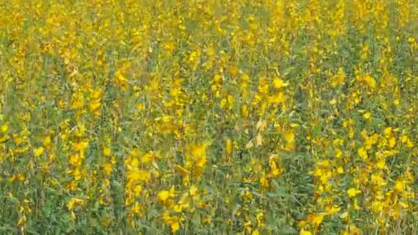 Красивый Желтый Цвет Crotalaria Juncea Sunn Конопли Поле — стоковое видео