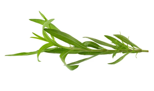 新鲜的Tarragon草本植物 Tarragon草本植物在白色背景下紧密分离 — 图库照片