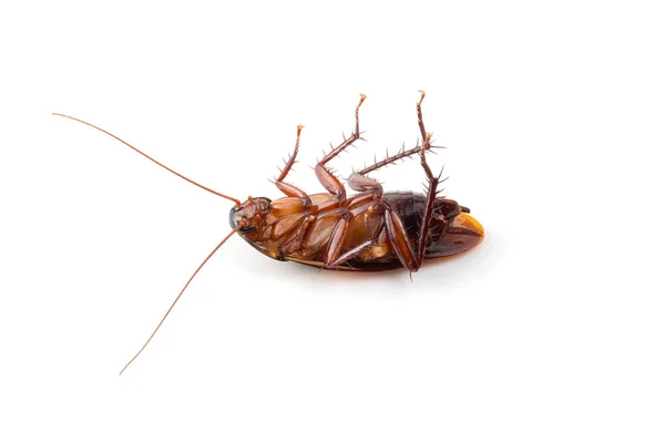 Cucaracha Cerca Aislada Sobre Fondo Blanco —  Fotos de Stock