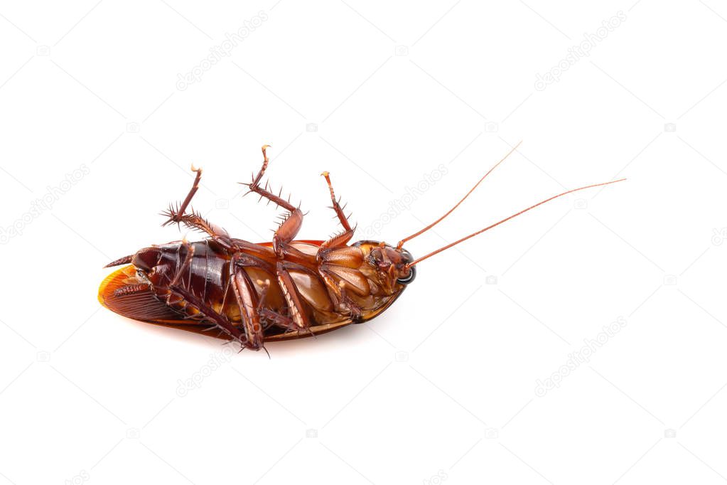 close-up cockroach isolated on a white background