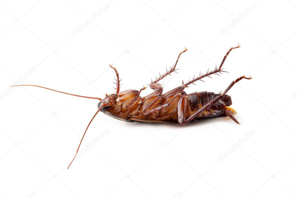 close-up cockroach isolated on a white background