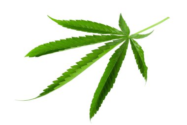 Beyaz arka plan üzerinde izole marihuana yaprağı, yeşil esrar yaprak.