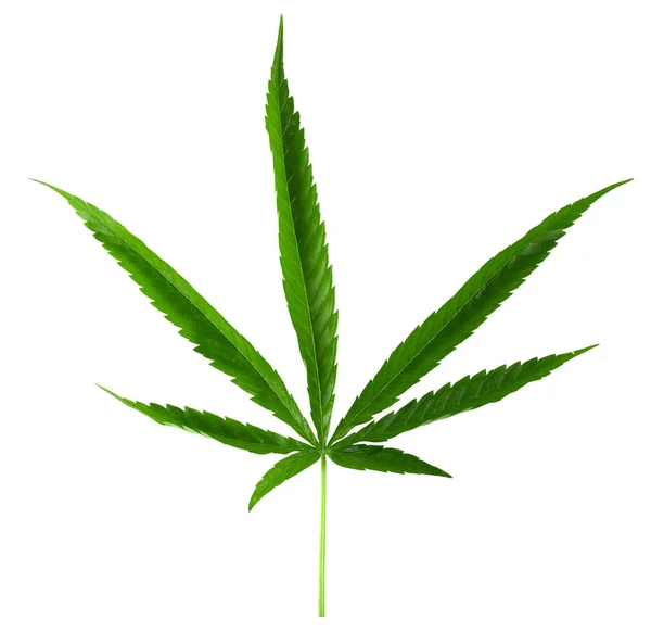 Hoja Marihuana Hoja Cannabis Verde Aislada Sobre Fondo Blanco — Foto de Stock