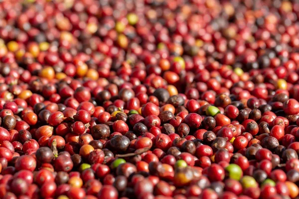 Fresco Arábica Granos Café Rojo Bayas Proceso Secado — Foto de Stock