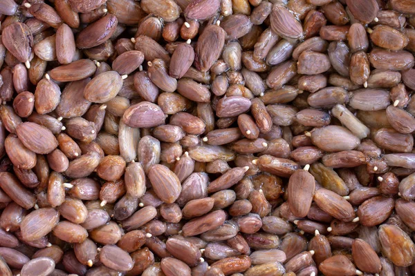 Cocoa Root Sprouting Basket Nursery — Stock Photo, Image