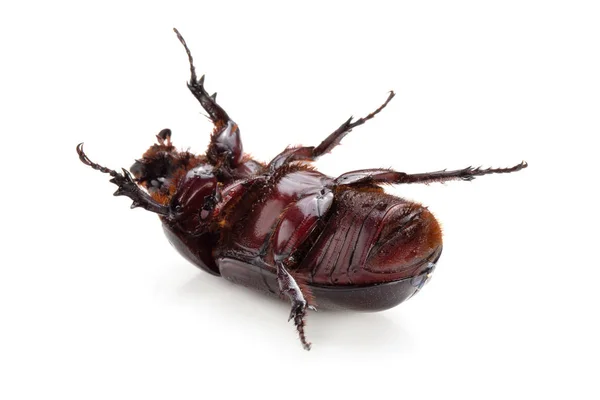 Beyaz Arka Plan Üzerinde Izole Siyam Gergedan Böceği — Stok fotoğraf
