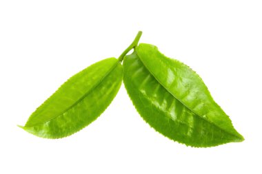 Beyaz arka plan üzerinde izole yeşil çay yaprağı