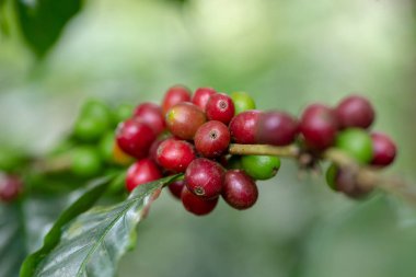 Tayland kuzeyinde ağaç üzerinde olgunlaşma Taze Arabica kahve çekirdekleri