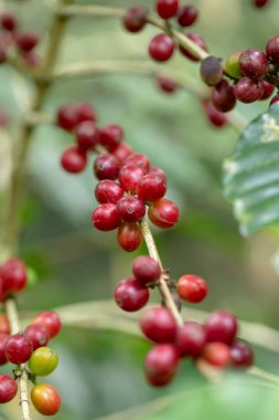 Tayland kuzeyinde ağaç üzerinde olgunlaşma Taze Arabica kahve çekirdekleri