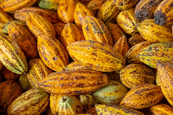 Kakao meyvesi, çiğ kakao fasulyesi ve kakao kabuğu arka planı. — Stok fotoğraf