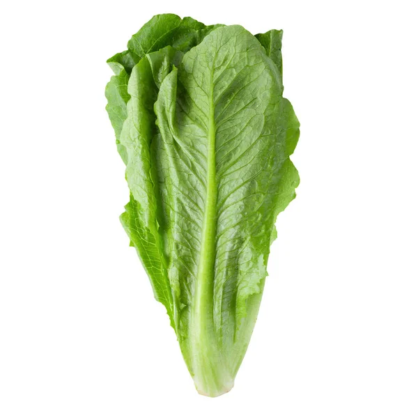 Çünkü beyaz arka plan üzerinde izole marul.