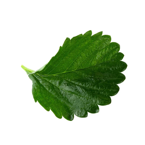 Zelená jahoda list izolované na bílém pozadí — Stock fotografie