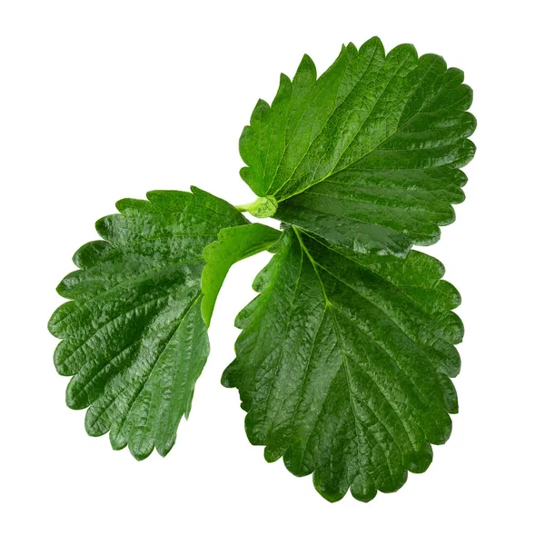 Green Strawberry Leaf isolated over white background — Stock Photo, Image