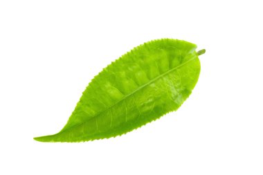 Beyaz arka plan üzerinde izole yeşil çay yaprağı
