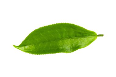 Beyaz arka plan üzerinde izole yeşil çay yaprağı
