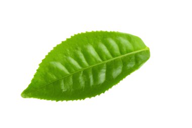 Beyaz arka plan üzerinde izole yeşil çay yaprağı